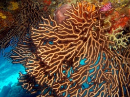 IMG 2901 Gorgonian Coral